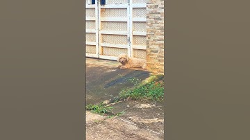 Chú Chó Bị Bỏ Rơi, Nhưng Vẫn Chờ Chủ Về #thucung #chomeo #chodethuong #cuncon #sadstory #shorts