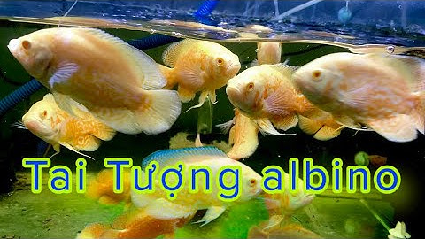 Cá Tai Tượng Albino - Tai Tượng Châu Phi - Cá Săn Mồi