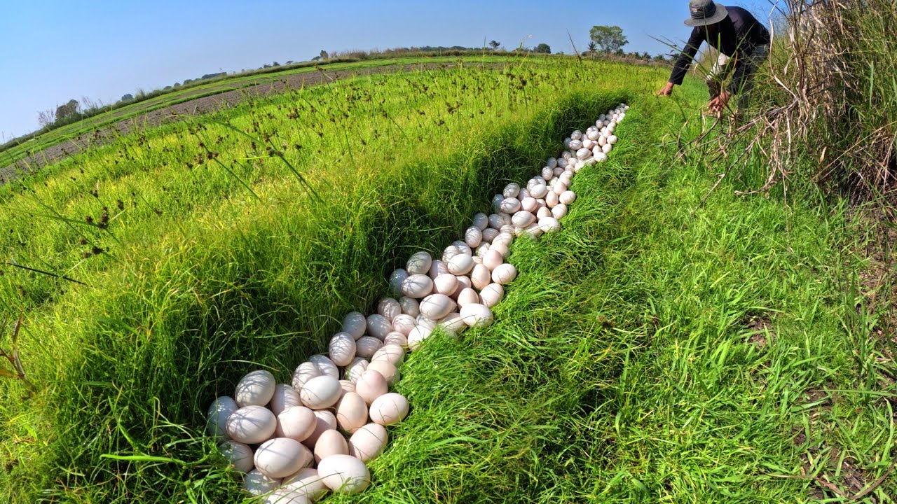 WOW, Amazing man pick duck eggs under the garss near the village