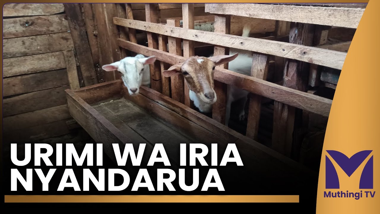 URIMI WA IRIA NYANDARUA