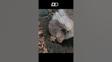 ЦЕНА БЕЛОГО ТРЮФЕЛЯ!!! #shorts
