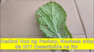 Paano Iligtas ang Pechay at Mustasa sa Sumisirang Uod - DIY Homemade Dishwashing Insecticide