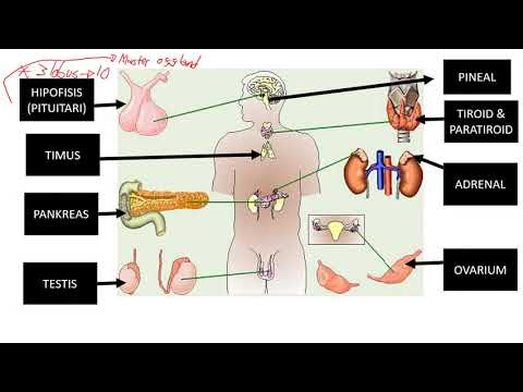Video: Hormon Pineal Dan Fungsinya: Jadual