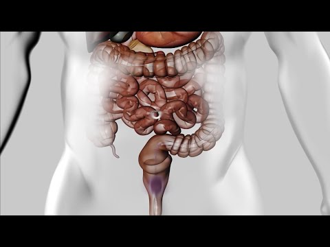 Vídeo: Qual é digerido principalmente no estômago?