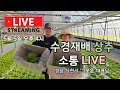 거센 바람 속 수경 재배 상추 라이브!