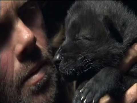AMAZING TALENT! Wolfman teaches wolf pup to howl