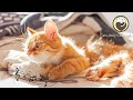 Calming Cat Music - Harp Music to Relax and Calm Cats