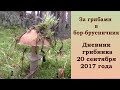 За грибами в бор-брусничник. Дневник грибника 20 сентября 2017 года