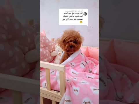  سونا   الرد على 007