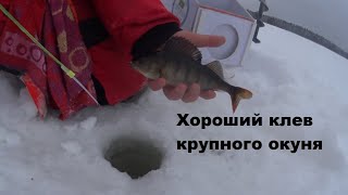 Крупный окунь, хороший клев