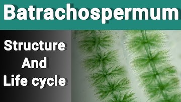Batrachospermum || Structure, life cycle