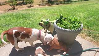 Akc Staffordshire Bull Terrier Puppies, 9 12 Weeks With Mom