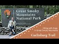 Hiking with Dogs on Gatlinburg Trail // Great Smoky Mountains