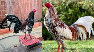 dalawang klase ng spangle or lasak