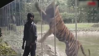 When the glass wasn't strong enough |Water Animal | Viral Video Tiger | Best Tv Series |