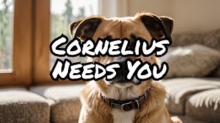 Help Adopt Cornelius: The Calm and Friendly Pup