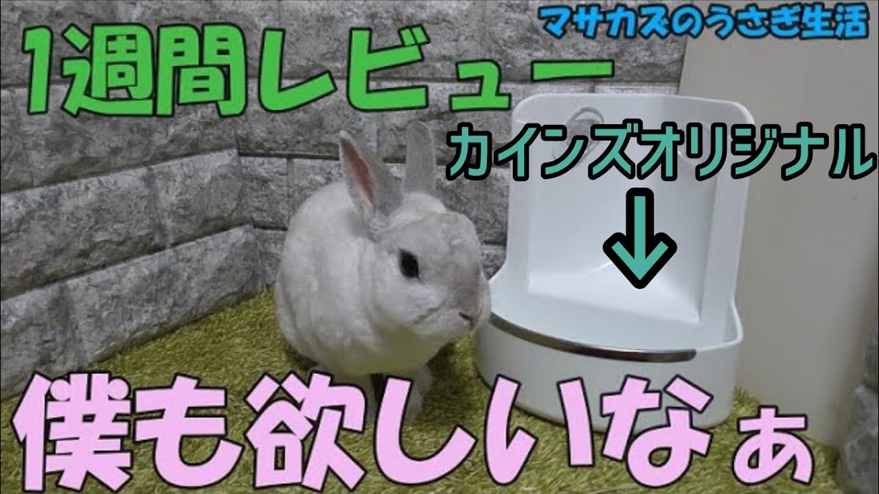 カインズで買ったうさぎの牧草入れ 新たに発見したデメリットと解決策 今後はどうする Youtube