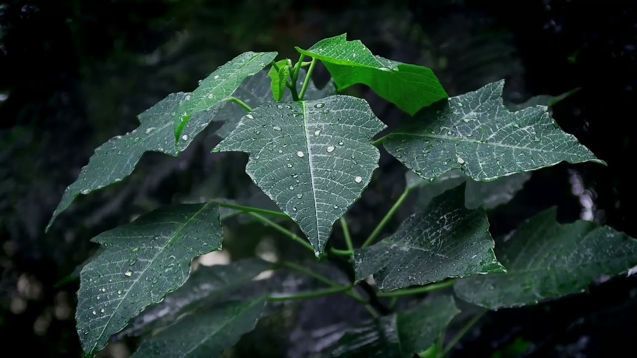 No ads | 432 Hz & Rain Sounds for Healing, Meditation, and Sleep ✨