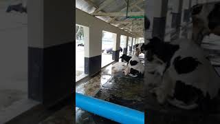 Central Dairy Farm Savar