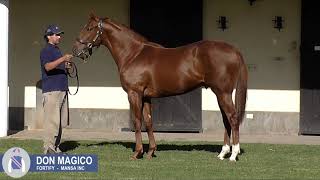 DON MAGICO