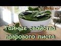 Лавровый лист и его уникальные полезные свойства: Целебные рецепты лаврового листа