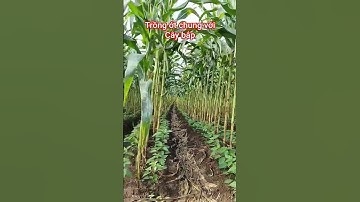 mô hình trồng ớt chung với bắp ( ngô)
