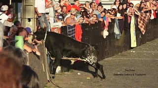 Feteira - Tourada C/Touros Ganadaria FP (26,70,61,73) - 31/8/2025 - Ilha Terceira - Açores