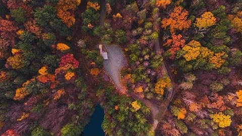 Detailed Sounds of Rustling Leaves Falling and Wind Blowing through the Forest Trees in Late Autumn