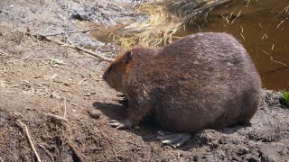 Dam Building Rodents Gone Wild: Beaver in the Adirondacks