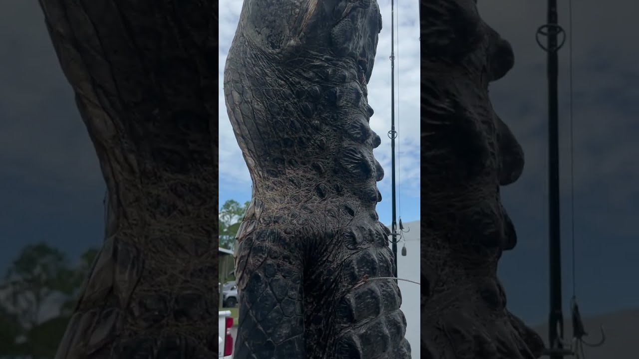 GIANT GATOR CAUGHT Maneater Alligator Hunting Season Rivermonster Newsflash Florida
