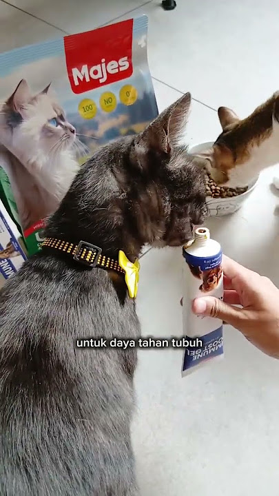 Majes Immine Boost Gel 😻 Suplemen kucing & anjing 🐾 @MajesPetID #majesimmuneboostgel
