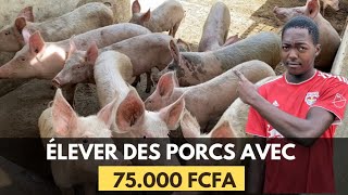 Comment Débuter Votre Projet Délevage De Porc Avec 75.000 Fcfa En Afrique - Je Vous Dis Tout