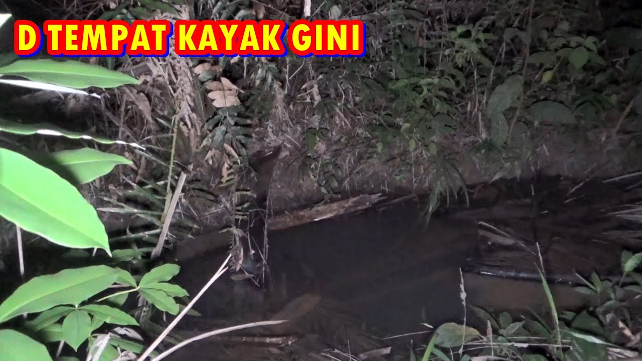 LELE LOKAL BIASA JUGA BOLEH 