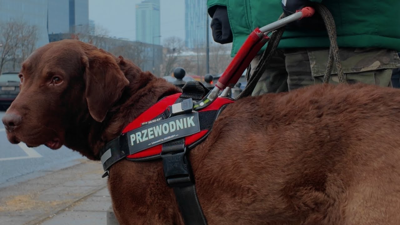 JAK PRACUJE PIES PRZEWODNIK?! | ODLOTOWY NIEWIDOMY