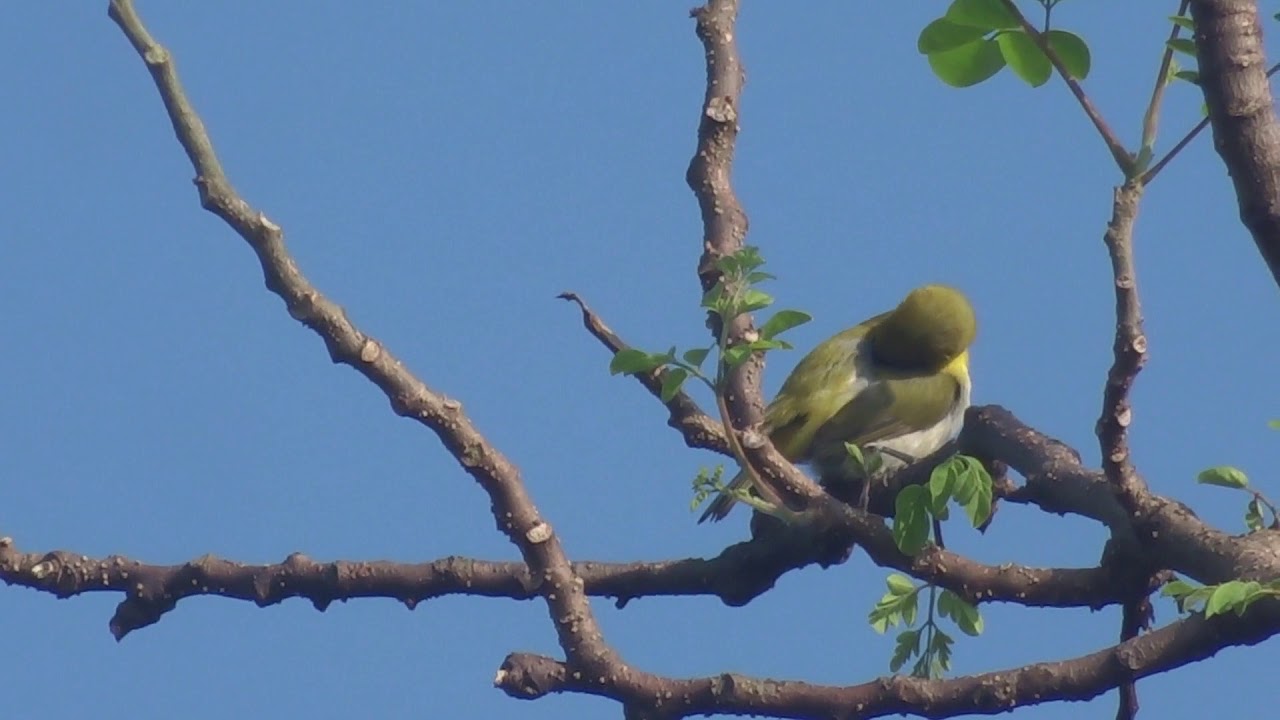 Lowland White-Eye Single 