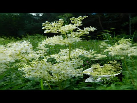 Video: Yrtti Labaznik - Hyödylliset Ominaisuudet, Käyttö, Käyttöaiheet