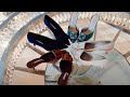 MANOLO BLAHNIK JUST LAUNCHED AT NET A PORTER & I HAVE FOUR NEW PAIRS TO SHOW YOU!