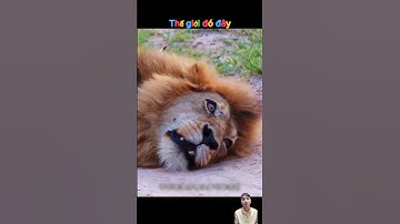 Ngay cả sư tử cũng không thể nào chiệu nổi một phát cắn của rắn hổ mang#animals