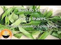 How To Store Fresh Curry Leaves In Freezer