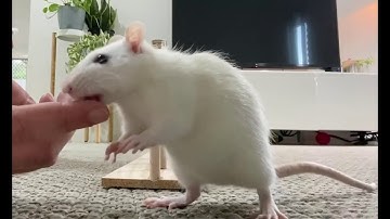 Rat Clicker Training