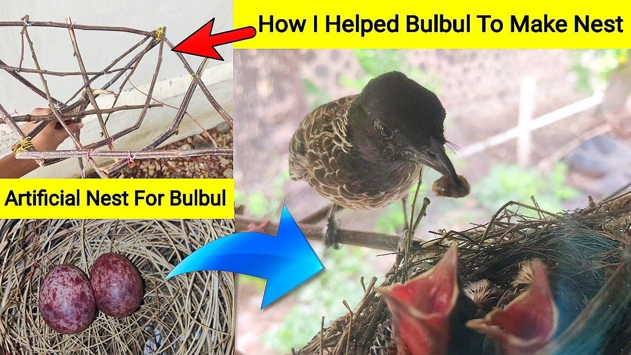 How I helped bulbul birds to build nest. Journey of Bulbul Bird from