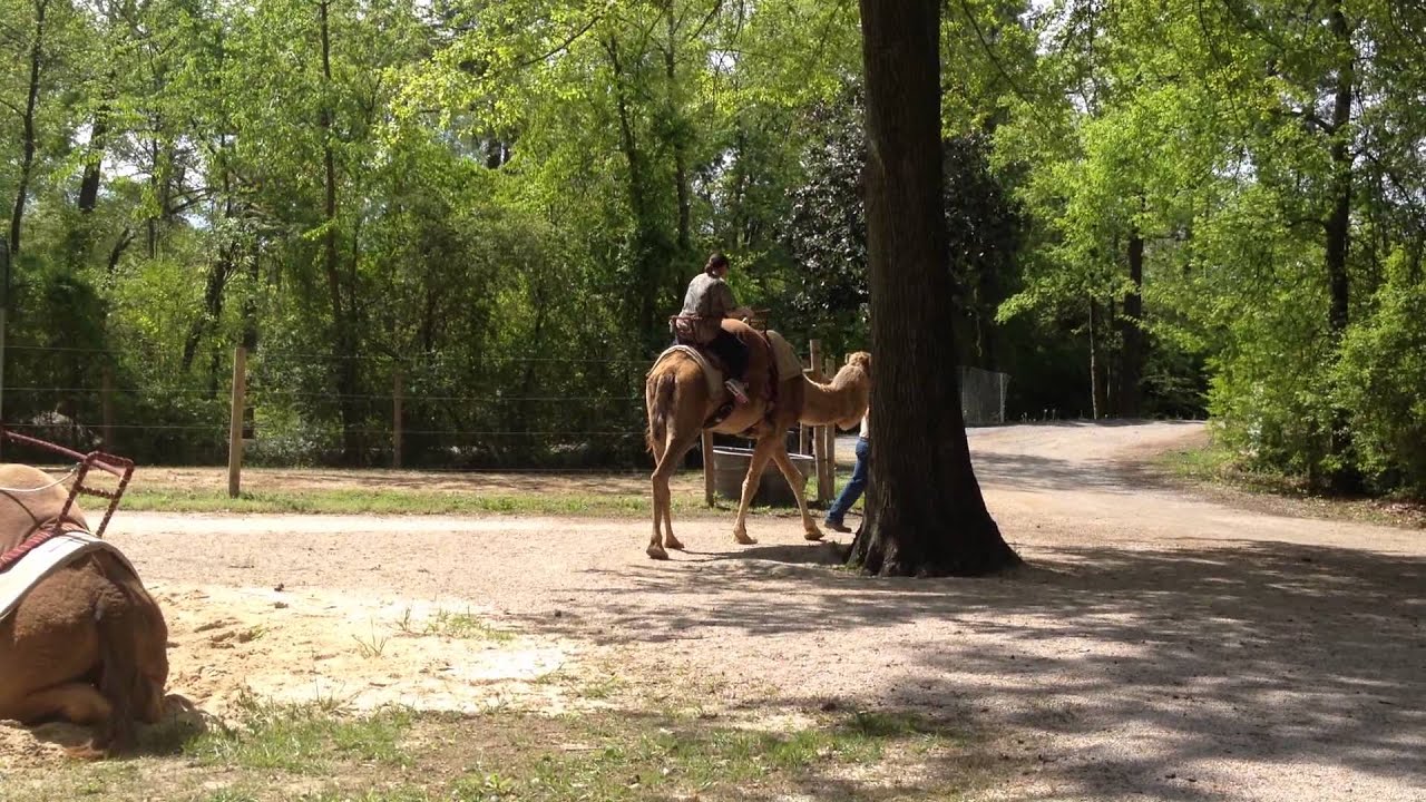 Camel Ride at Birmingham Zoo - YouTube
