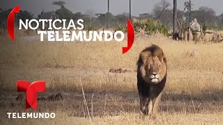 James Palmer de Minnesota admite que mató al león Cecil en Zimbabue | Noticias | Noticias Telemundo