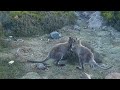 Kangaroo challenge