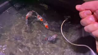 一軍金魚の餌やり　夕方