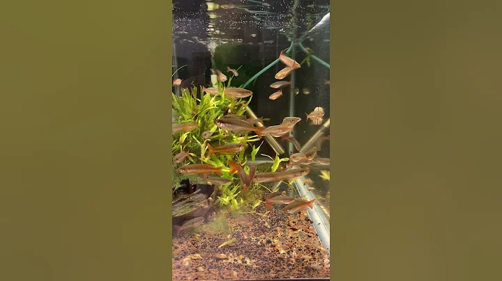 Red color morph of Snapper Creek Rhadinocentrus or...