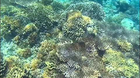 SOOCOO C10 Action Cameras