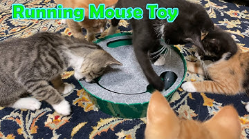 Pawaboo Electronic Running Mouse Peekaboo Cat Toy 🐈 Gadgetify