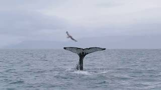 Humpback whale lobtailing