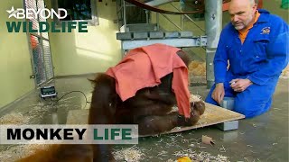 S6E15 | Silvestre Is Making Oshine’s Accurate WeighIn Impossible! | Monkey Life | Beyond Wildlife